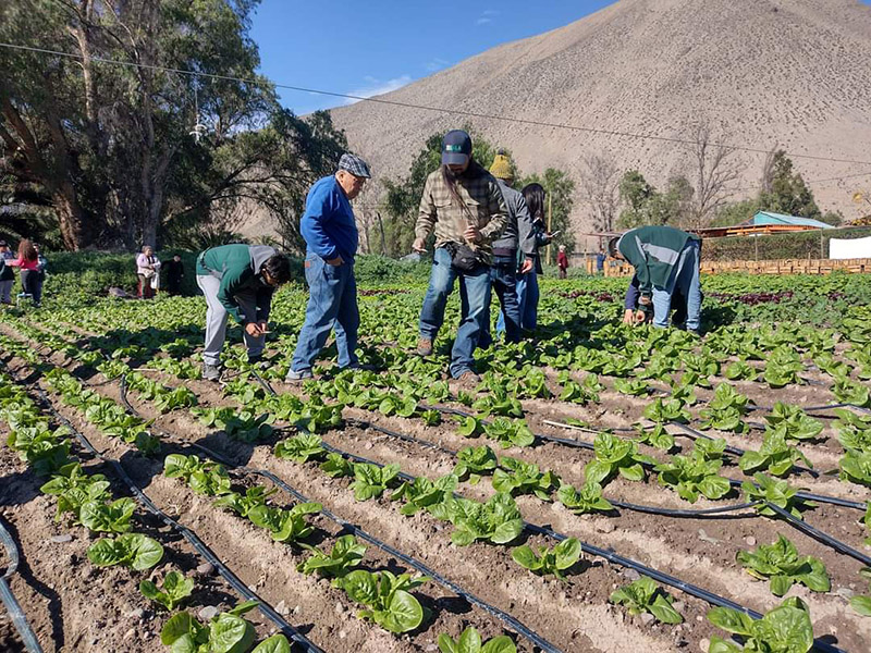 Proyecto insectos benéficos escuela agrícola familiar Valle de Elqui