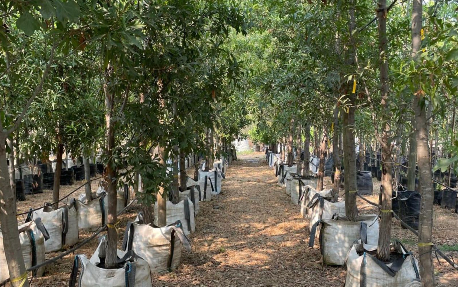 Vivero Educativo Comunitario3