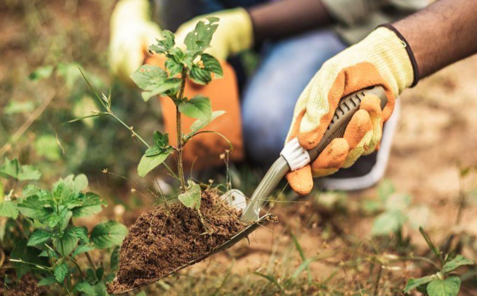 Vivero Educativo Comunitario5