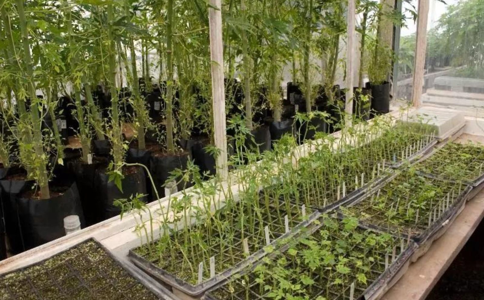 Vivero Educativo Comunitario7